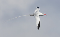 Red-billed Tropicbird (Phaethon aethereus) photo