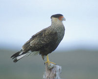 Crested Caracara (Caracara plancus) photo