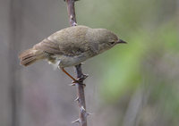 Warbler Finch (Certhidea olivacea) photo