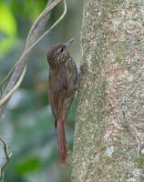 Wedge-billed Woodcreeper (Glyphorhynchus spirurus) photo