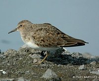 Temminck's Stint - Calidris temminckii