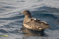 Brown Skua - Stercorarius antarctica