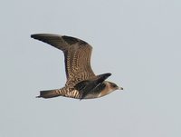 Long-tailed Jaeger - Stercorarius longicaudus