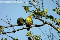 Little Green-Pigeon - Treron olax