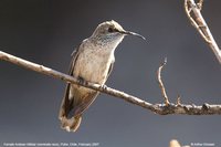 Andean Hillstar - Oreotrochilus estella