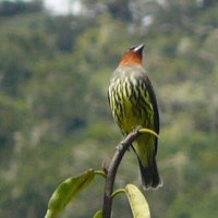 Chestnut-crested Cotinga - Ampelion rufaxilla