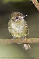 Sepia-capped Flycatcher - Leptopogon amaurocephalus