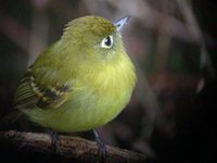 Yellowish Flycatcher - Empidonax flavescens