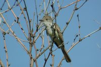 Ash-throated Flycatcher - Myiarchus cinerascens