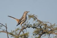 White-banded Mockingbird - Mimus triurus