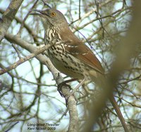 Long-billed Thrasher - Toxostoma longirostre