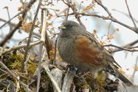 Alpine Accentor - Prunella collaris