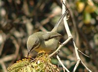 Bar-throated Apalis - Apalis thoracica