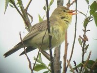 Icterine Warbler - Hippolais icterina