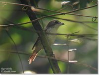 Tiger Shrike - Lanius tigrinus