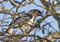 Curl-crested Jay - Cyanocorax cristatellus