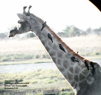 Red-billed Oxpecker - Buphagus erythrorhynchus