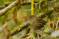 Dark-breasted Rosefinch - Carpodacus nipalensis