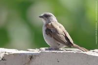 Grey-headed Sparrow, Passer griseus