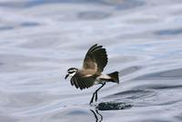 White-faced Storm Petrel (Pelagodroma marina)