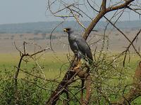 Pale Chanting Goshawk (Östafrikansk blek sånghök) - Melierax poliopterus