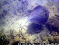 Bluespotted Ray - Dasyatis kuhlii