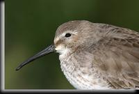 Dunlin, Barnegat Light, NJ