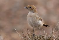 berbersteinskvett / red-rumped wheatear (Oenanthe moesta)