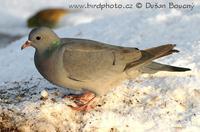 Holub doupnak (Columba oenas)