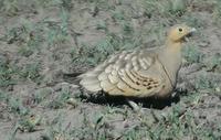 Chestnut-bellied Sandgrouse p.164