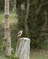 Greybacked shrike Lanius tephronotus