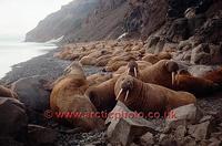 FT0189-00: Walrus Haul out on the North siberian coast/ Wrangell Is