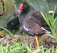 Alae `ula; Hawaiian Gallinule; Hawaiian Common Moorhen