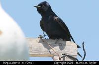 Purple Martin (male) - Ohio