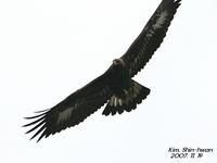 검독수리(Aquilachrysaetos)  (Golden Eagle)