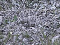 Killdeer Eggs