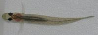 ニクハゼ Gymnogobius heptacanthus