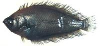 풀넙치 Citharoides macrolepidotus Hubbs