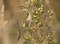 Pouillot véloce             de type sibérien (Phylloscopus collybita)