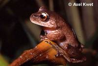 : Aplastodiscus cochranae