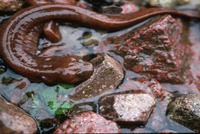 : Batrachuperus pinchonii