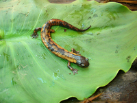: Bolitoglossa franklini nigroflavescens