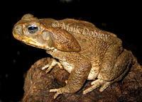 : Bufo marinus; Cane Toad