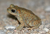 : Bufo punctatus; Red-spotted Toad