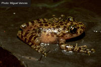 : Heleophryne regis; Royal Ghost Frog