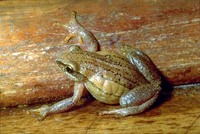 : Hyperolius montanus