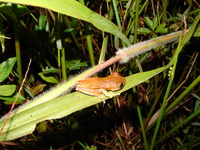 : Hypsiboas semilineatus