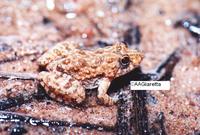 : Pseudopaludicola ternetzi