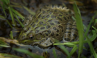 : Rana chiricahuensis; Chiricahua Leopard Frog