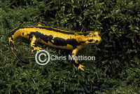 : Salamandra salamandra; Fire Salamander